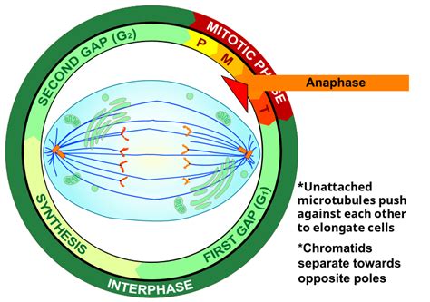 what happens in anaphase